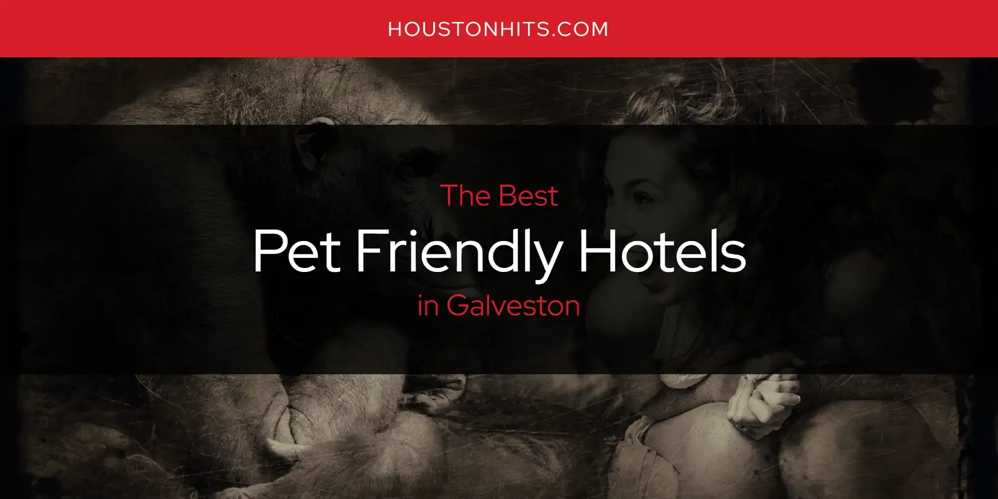 Galveston's Best Pet Friendly Hotels [Updated 2024]
