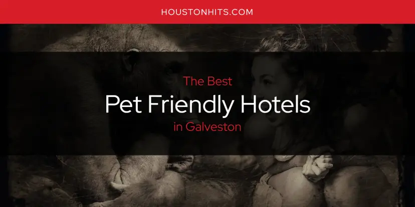 Galveston's Best Pet Friendly Hotels [Updated 2024]