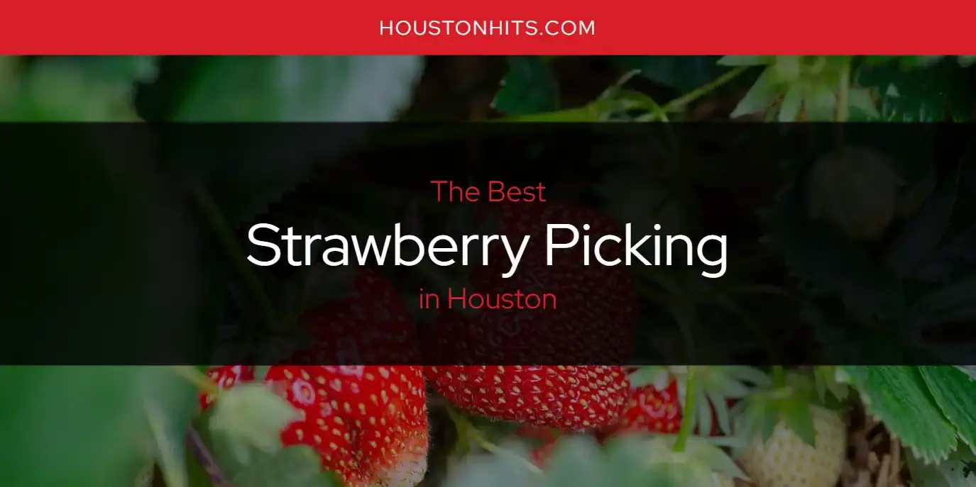 Houston's Best Strawberry Picking [Updated 2023]