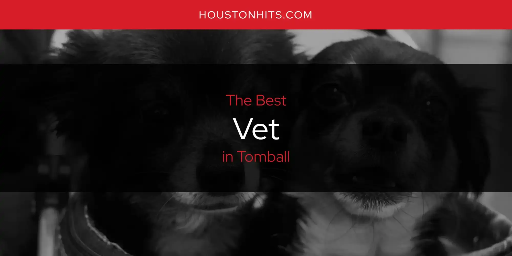 Tomball's Best Vet [Updated 2024]