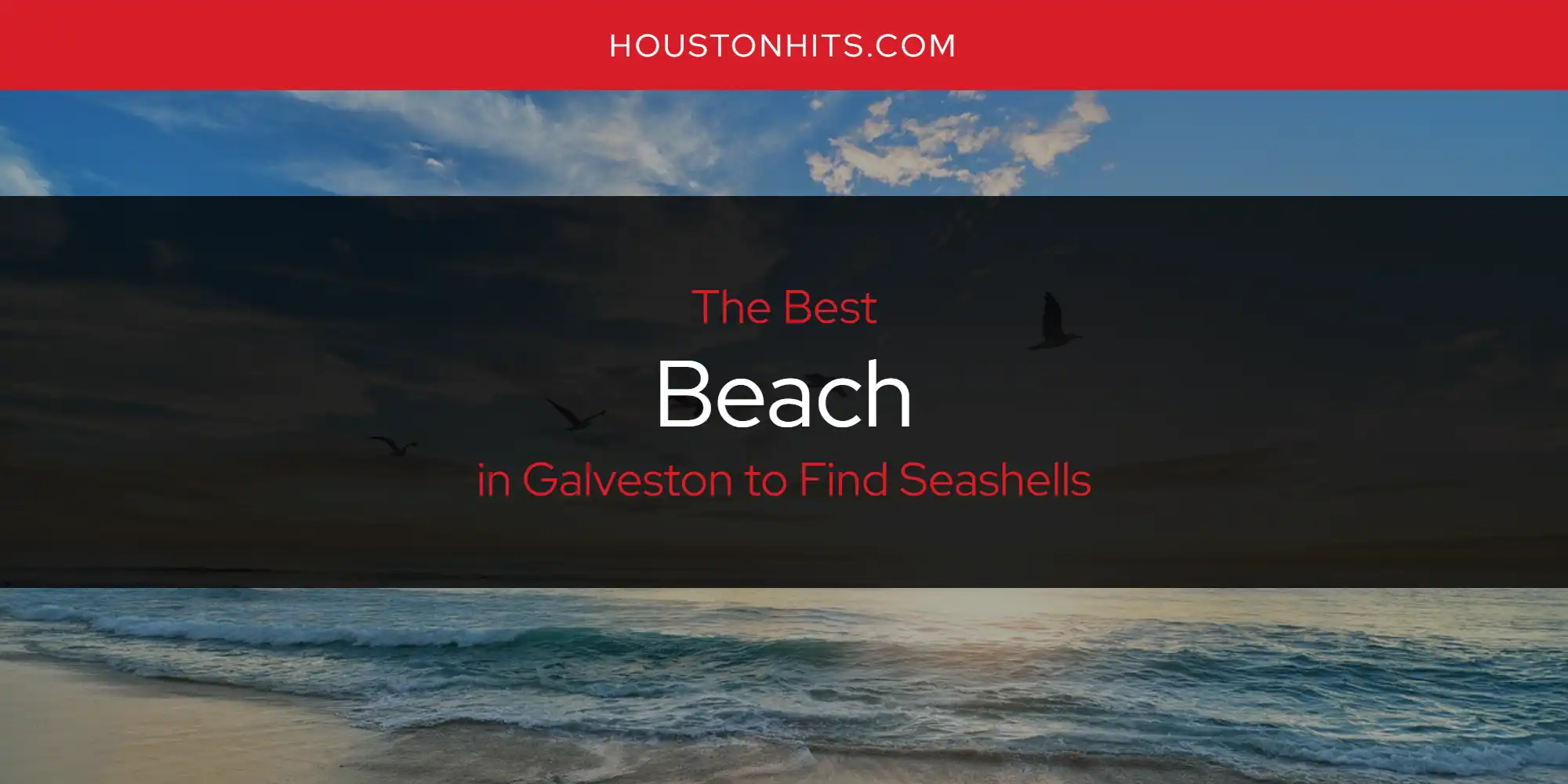The Absolute Best Beach in Galveston to Find Seashells  [Updated 2025]